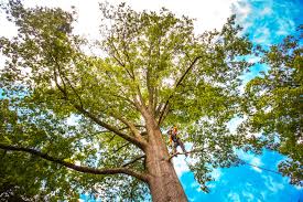 Why Choose Our Tree Removal Services in Kenilworth, IL?